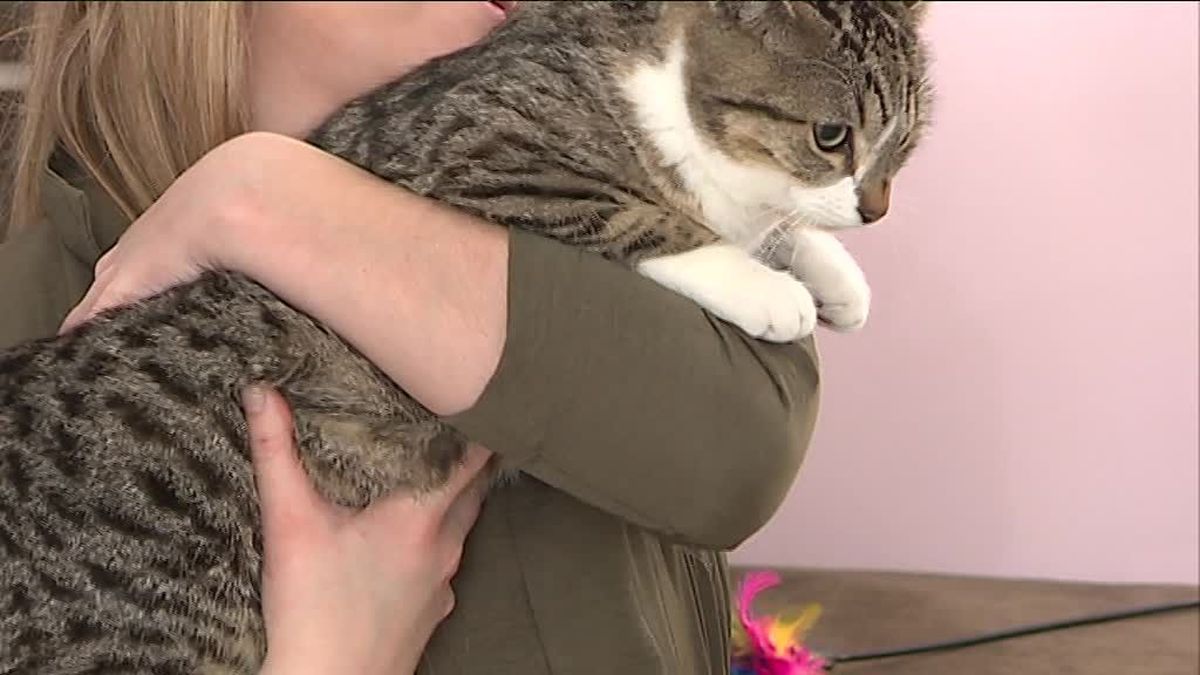 Un Bar A Chat Ouvre Ses Portes A La Rochelle