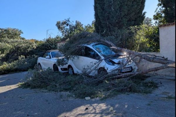 Chute d'arbre ce lundi 23 décembre à Carqueiranne.