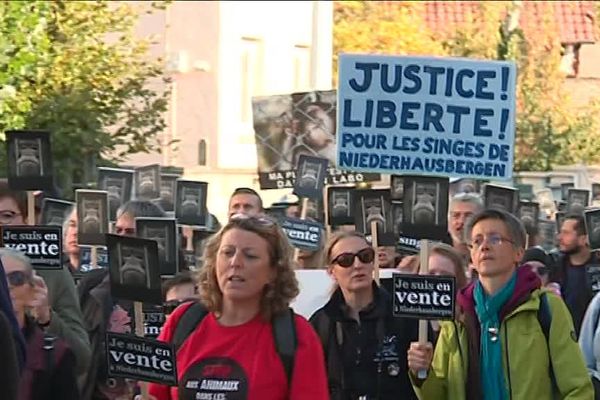 Manifestation à Niderhausbergen : 350 personnes réunies pour demander la fermeture du centre de primatologie de Niederhausbergen