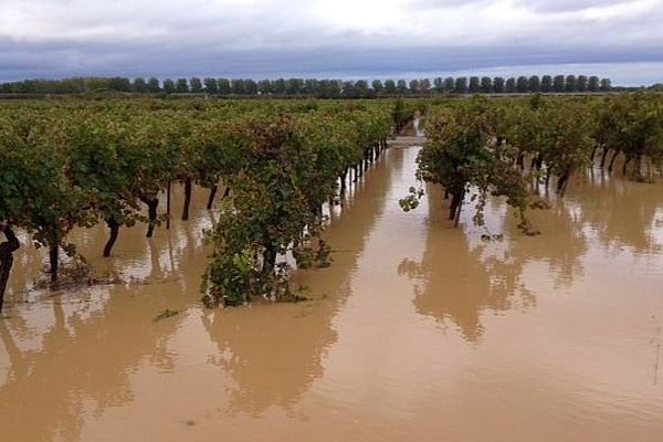 Inondations des vignobles dans l'Aude - 2014