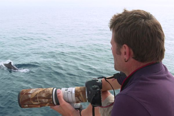 Des grands dauphins observés au large d'Argelès-sur-mer, près de Perpignan, dans les Pyrénées-Orientales, le 12 juillet 2023