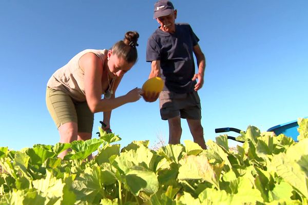 Gigean (Hérault) - la production de melons jaunes souffre de la canicule - août 2022.