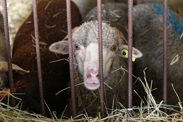 Contes (Alpes-Maritimes) : lors des perquisitions, 624 moutons et 45 bovins ont été saisis. De l'argent a aussi été confisqué.