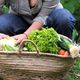 Les femmes enceintes des communes de Terres de Haute-Charente pourront bénéficier gratuitement de paniers de fruits et légumes, cultivés sans pesticides.
