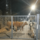 Six vaches ont été mises à l'abri dans l'enceinte du collège de Saint-Amarin alors qu'elles divagaient dans les rues de la ville en pleine nuit