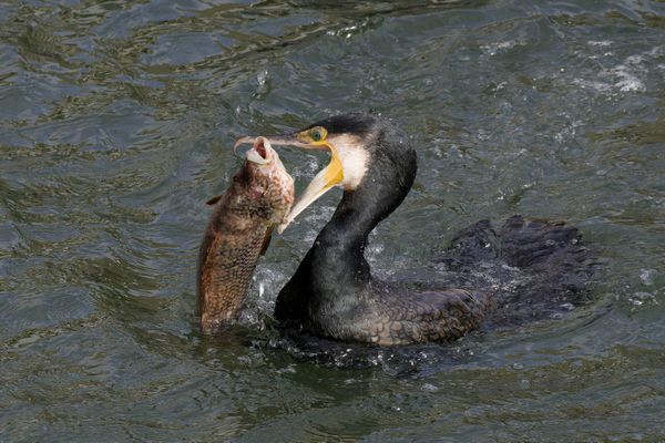 Les grands cormorans se sont multipliés dans les Hautes-Pyrénées, ces dernières années.