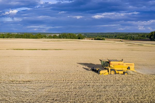 La moisson 2020 s'avère très mauvaise pour un grand nombre de producteurs céréaliers. Photo d'illustration