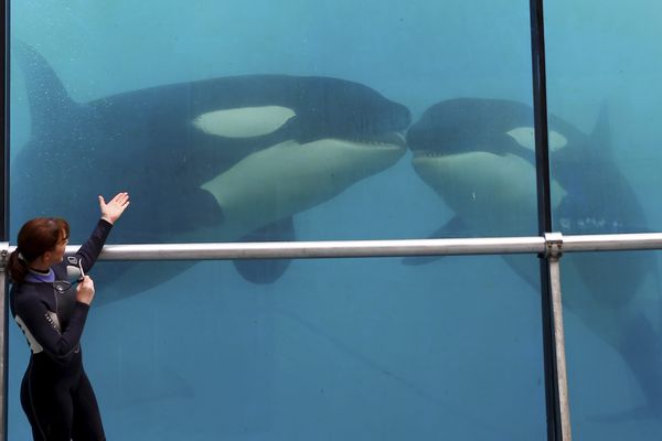 Les orques Wikie et Keijo du Marineland d'Antibes devront être expertisés avant d'envisager le moindre transfert vers l'étranger. Image d'illustration.