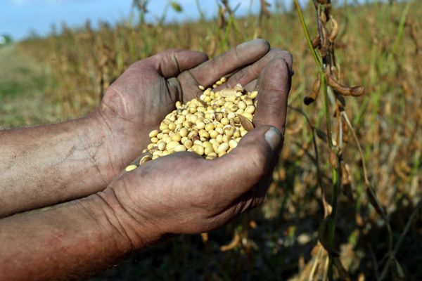 Un agriculteur tient dans ses mains des grains de soja - Photo d'illustration