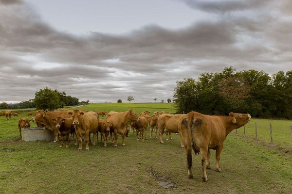 La coopérative départementale agricole d'actions sanitaires de Haute-Vienne a décidé de faire jouer la concurrence. 