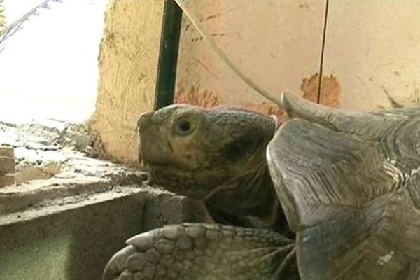 Les tortues avaient été sérieusement intoxiquées.