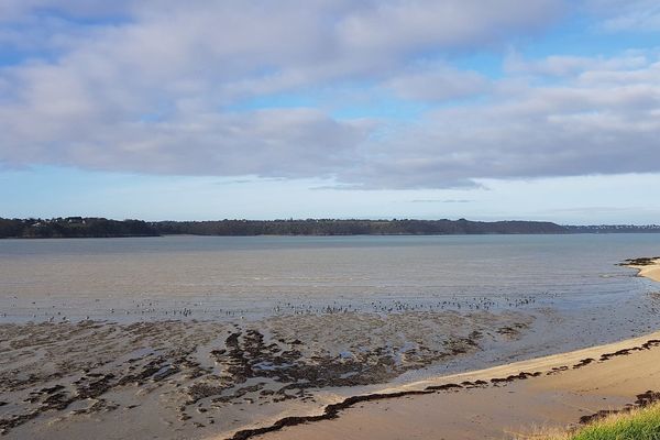 Les oies bernache à Saint-Jacut-de-la-Mer.