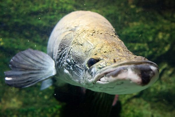 L'Arapaima gigas, communément appelé arapaïma, pirarucu ou paiche, est une espèce de poissons d'eau douce de la famille des Osteoglossidés, vivant en Amazonie. Ses écailles osseuses le protègent des attaques de piranhas. 
Ici dans un zoo de Pologne.