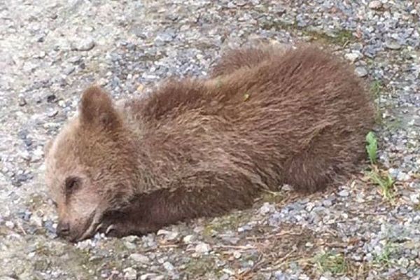 L'ourson, baptisé par la suite Mellous, avait été retrouvé à Fos, en Haute-Garonne, le 5 juillet 2018. 