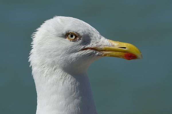 Contrairement aux idées reçues, les goélands ne cantonnent pas leur habitat aux bords de mer.