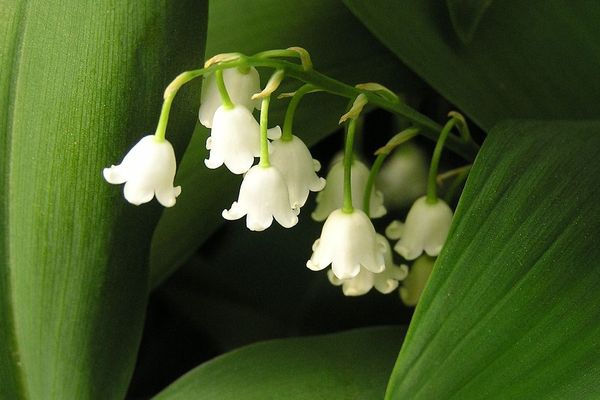 La Rochelle Le Brin De Muguet A Toujours La Cote