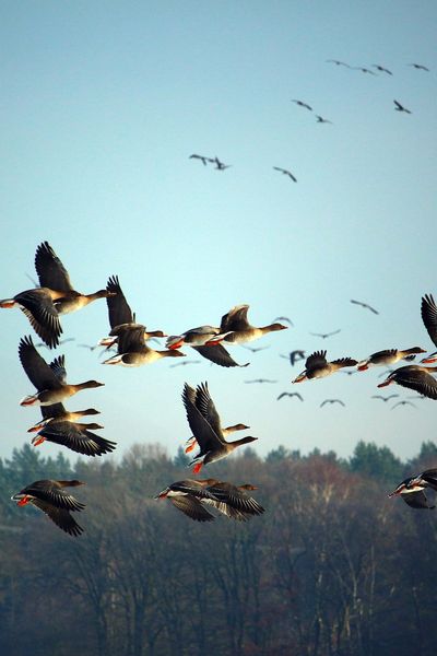 Lles oiseaux migrateurs très impactés par ces modifications climatiques