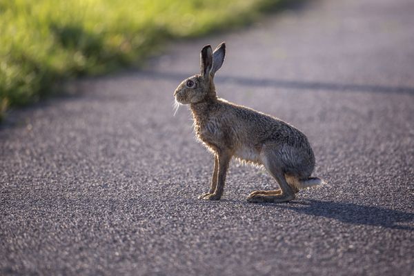 En Ariège, les chasseurs estiment qu'il y a chaque jour une collision entre un véhicule et un animal sauvage.