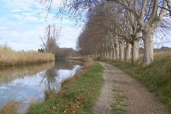 Platanes au bord du Canal du Midi.