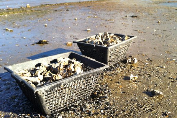 Huitres abandonnées sur la plage du Croisic