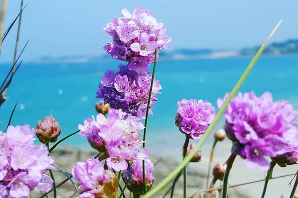 Fleurs à Lancieux