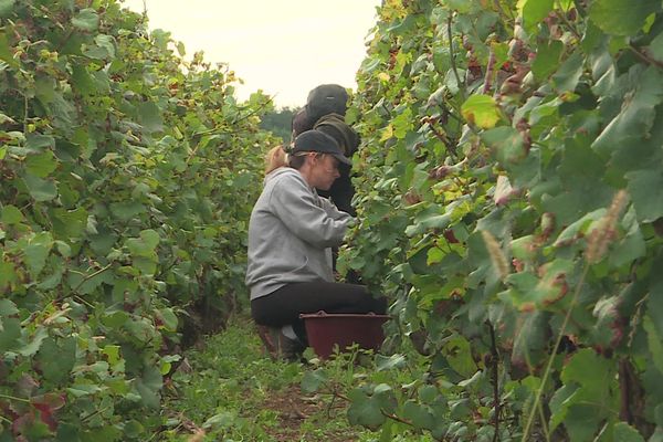 Une vendangeuse dans les vignes du domaine Huber-Verdereau à Pommard (Côte-d'Or), le 14 septembre 2024.