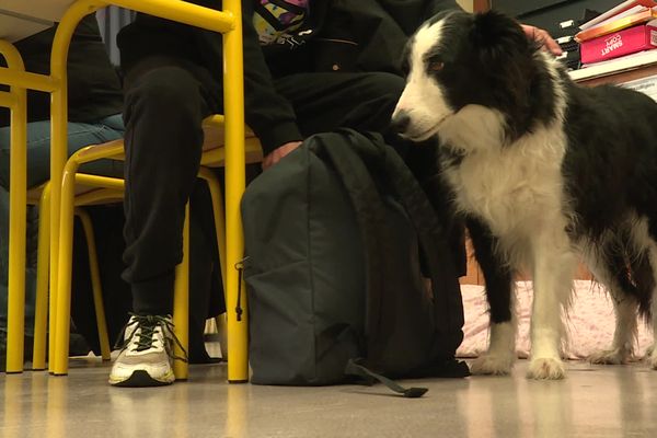 Au collège Voltaire d'Ussel, Ficelle a fait sa rentrée. Un chien en classe pour accompagner les élèves.