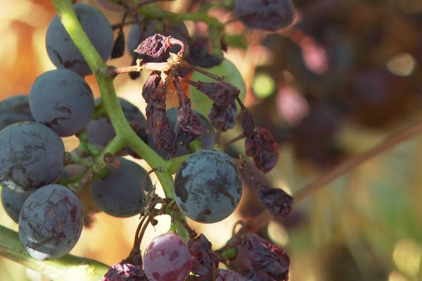 Dans le Gard, le mildiou a impacté une partie du vignoble.