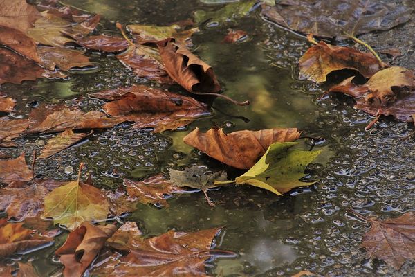 Petites pluies ce vendredi, elles gagneront peu à peu toute la région