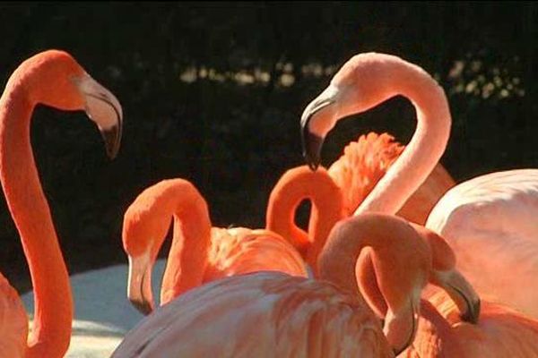 Des flamants rouges venus de Cuba.