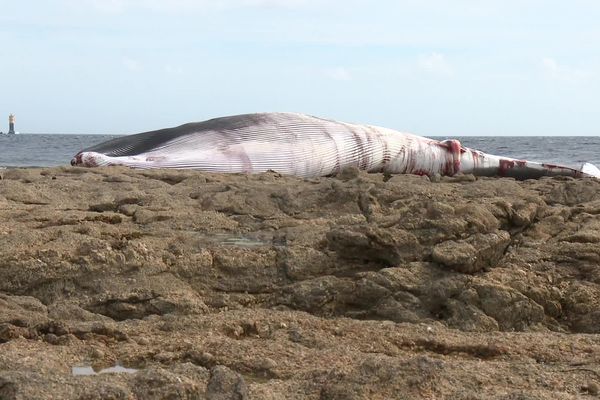 Alors que le site est interdit au public, de nombreux badauds viennent voir la baleine échouée sur la plage de galets au bout de l’île de Sein