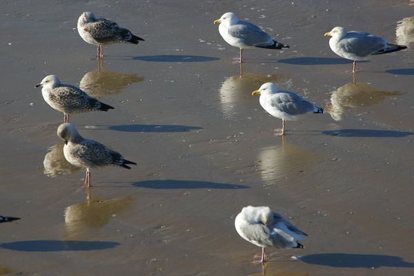 Du monde sur la route ce week-end pour aller sur le littoral atlantique