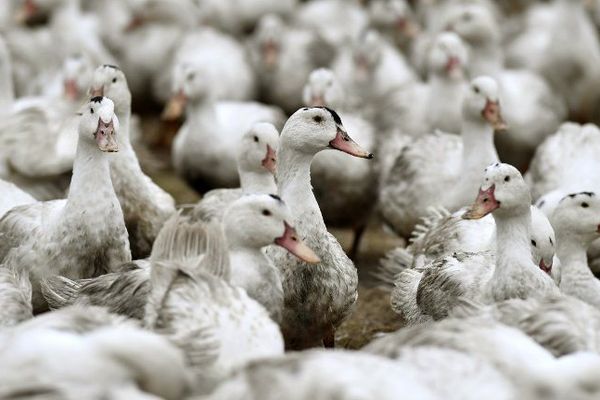 Plus de 2500 canards ont déjà été parrainés 