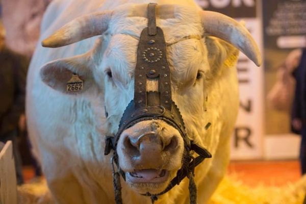 Au Salon de l'agriculture, le 29 février 2016.