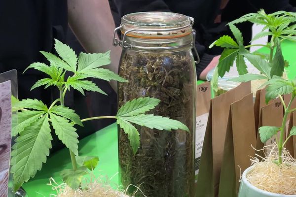 Pour la première fois, fleurs de chanvre et produits à base de CBD sont présentés au salon de l'agriculture, à Paris.