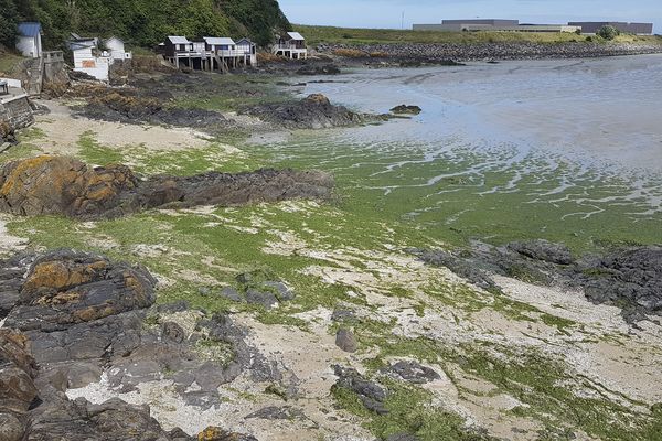 Algues vertes en baie de Saint-Brieuc en juin 2016.