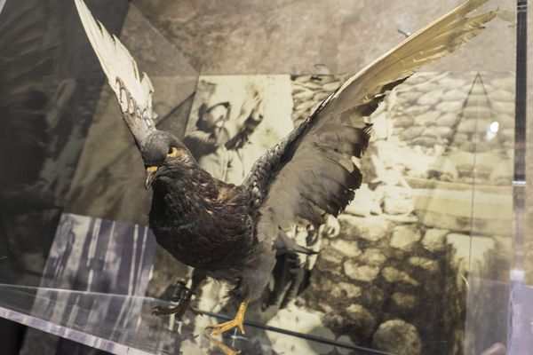 Pigeon voyageur transportant les messages exposé au musée mémorial de la bataille de Verdun.