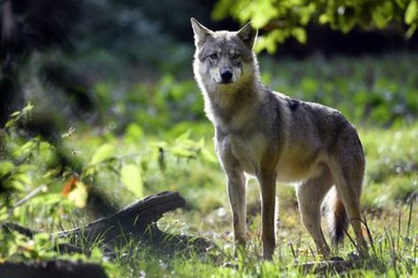 Le loup multiplie ces attaques sur les élevages de brebis. En Haute-Marne, dans l'est du département, il a sévit à deux reprises  entre le 6 et le 9 janvier 2025, tuant 15 brebis. Y-a-t-il qu'un seul loup ?