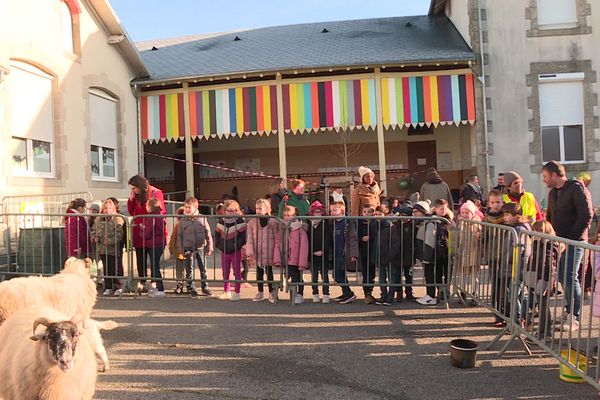 Des moutons dans la cour de l'école Paul Cézanne à Ambazac pour s'opposer au comptage des élèves.