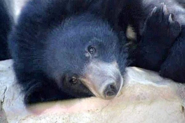 Sigean (Aude) - un des ours du Tibet de la réserve africaine - 25 juin 2013.