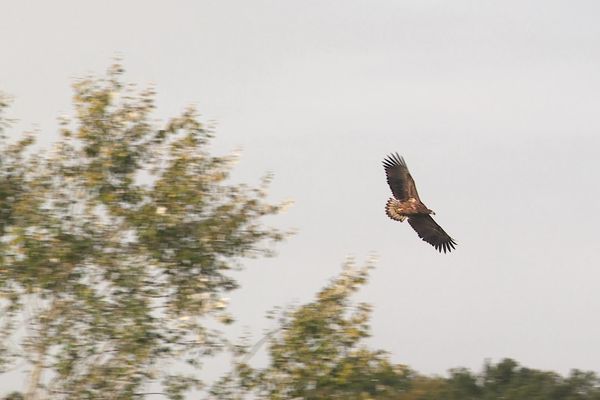 Un pygargue à queue blanche réintroduit dans la nature par le parc "Les Aigles du Léman", situé à Sciez (Haute-Savoie).