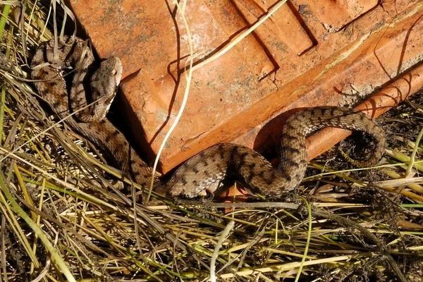 Une vipère aspic photographiée en Touraine : en réalité, seule une infime partie des rencontres avec un serpent en Indre-et-Loire concerne des vipères.