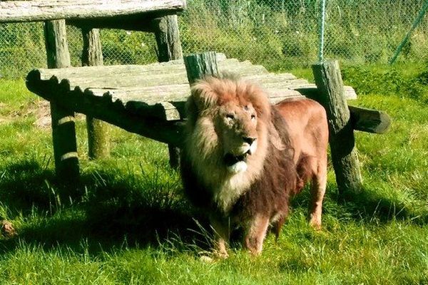 Les visiteurs peuvent déjà admirer Simba, un mâle adulte.