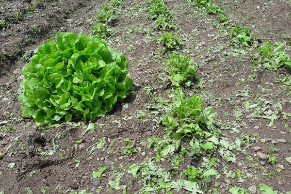 A gauche, une salade cueillie avant la grêle, à droite, celles qui n'y ont pas survécu.