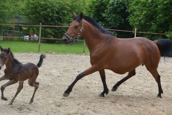 Reine, la trotteuse était pleine en arrivant, recueillie par l'Association Cheval Avenir