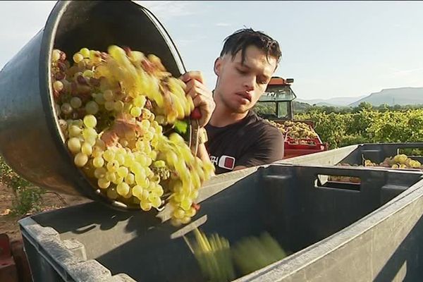 dans le Var, les vendanges 2018 ont débuté à la fin août