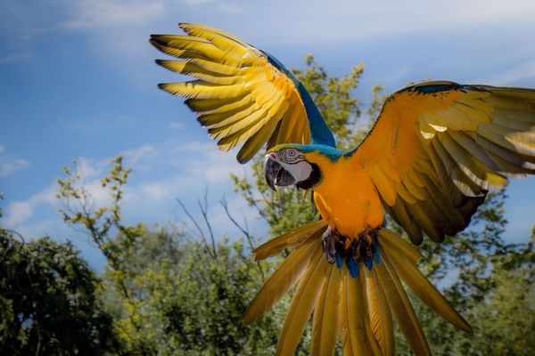 Parc des oiseaux de Villars-les-Dombes. Image d'illustration. 