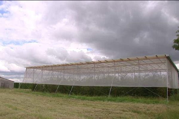 Près de 1000 hêtres issus de graines récoltées dans des forêts distribuées du nord au sud de la Lorraine, semées il y a dix ans dans la pépinière de l’Inra à Champenoux, ont été placés sous un toit de 500 m2 destiné à intercepter la pluie et contrôler l’apport d’eau.