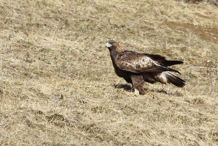 Les Aigles Royaux De Retour Sur Le Massif Du Jura