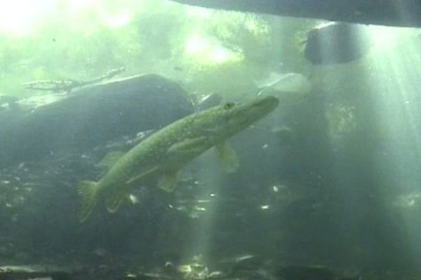 Le brochet est une espèce aujourd'hui menacée. 